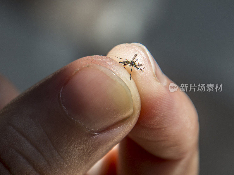 埃及伊蚊死亡特写