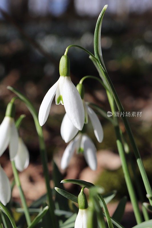 雪花莲在树林里