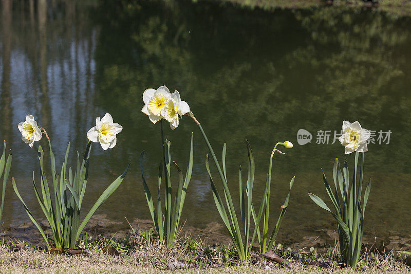 河边的水仙花。