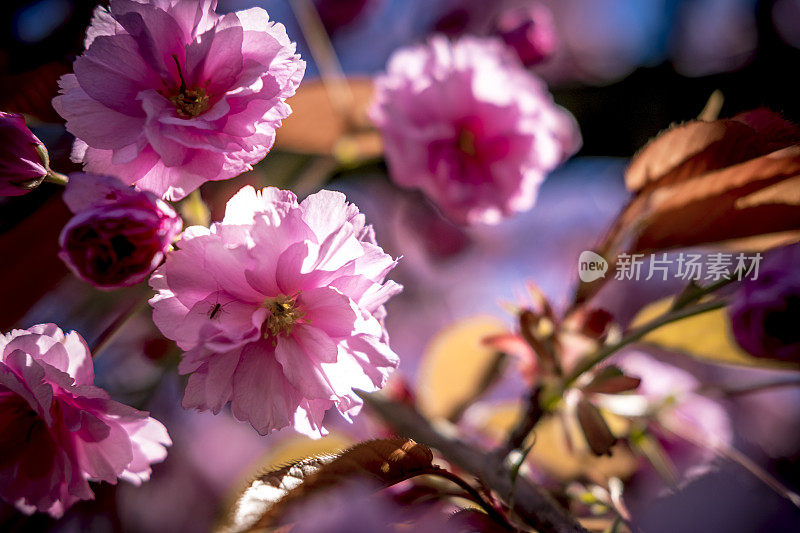 日本樱桃树上的樱花