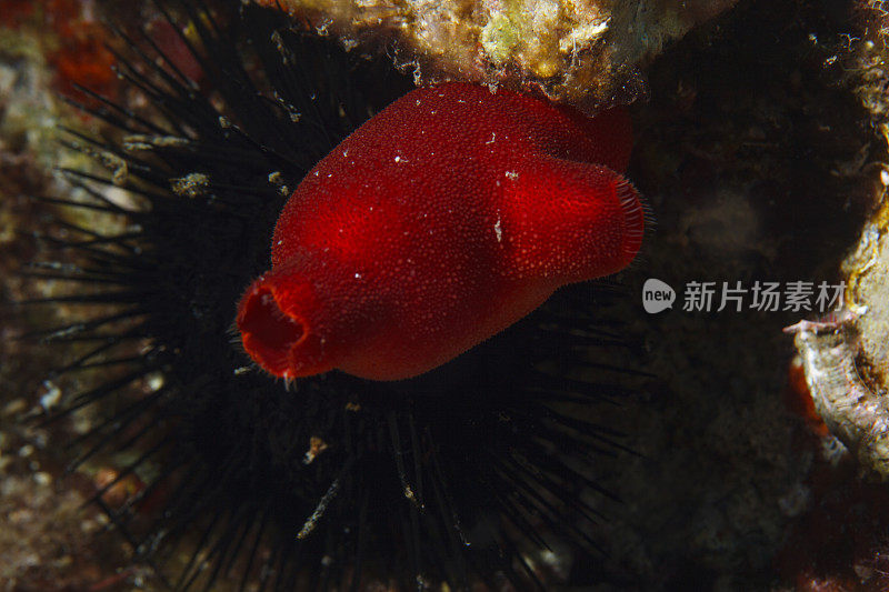 海洋生物红色海鞘海鞘科和海胆水下橙色海绵水肺潜水员的观点地中海