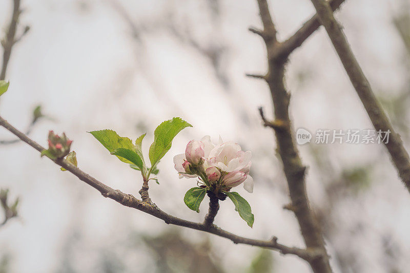 苹果花