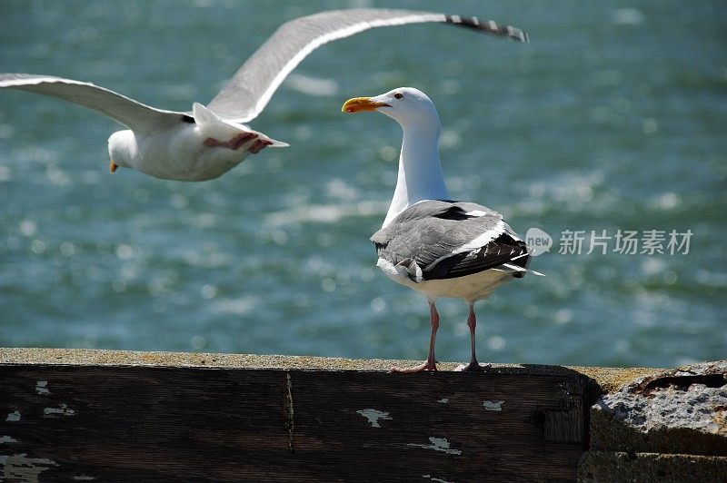 海鸟在行动