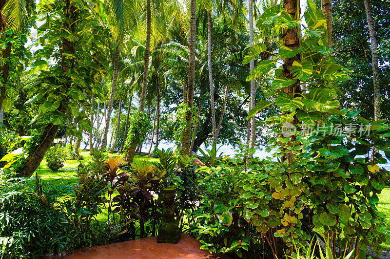 巴厘岛-棕榈树和观赏海洋与绿色草地和丛林在日出放松