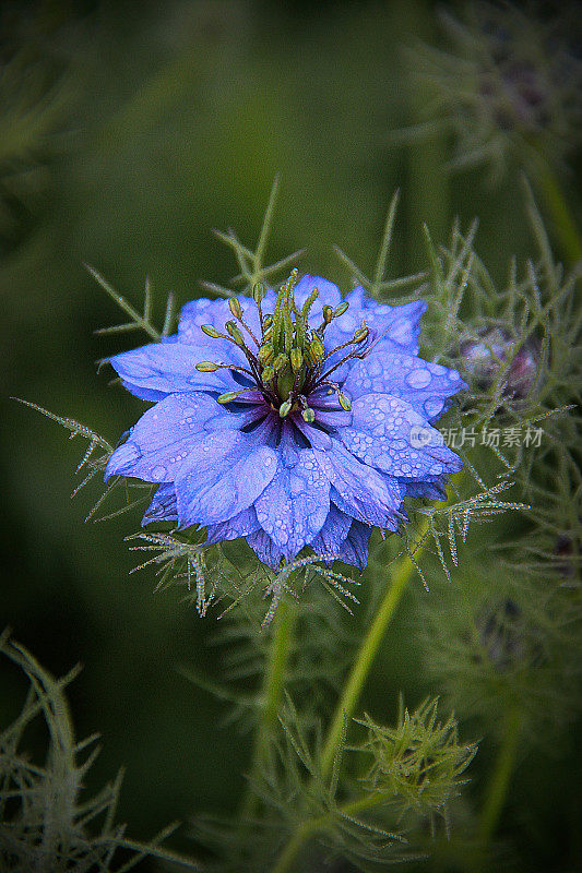 蓝色Nigella(雾中的爱)带着露珠绽放