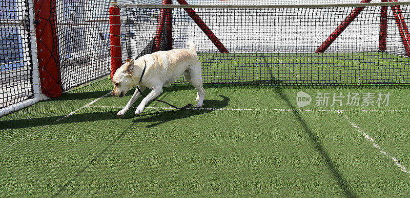 一只拉布拉多猎犬和一个网球
