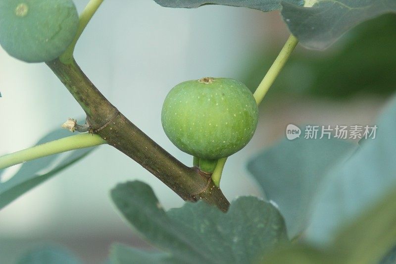 鲜绿的无花果