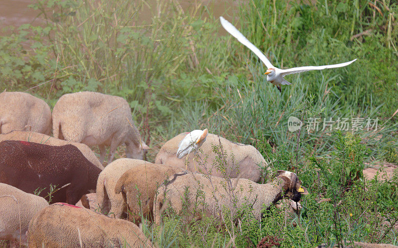 河边的牛白鹭(银鹭)在羊上-西班牙，夏天