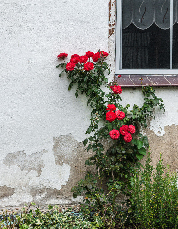 带有窗户的旧正面墙上的红玫瑰