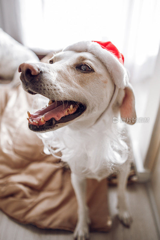 狗戴着圣诞老人的帽子和胡子