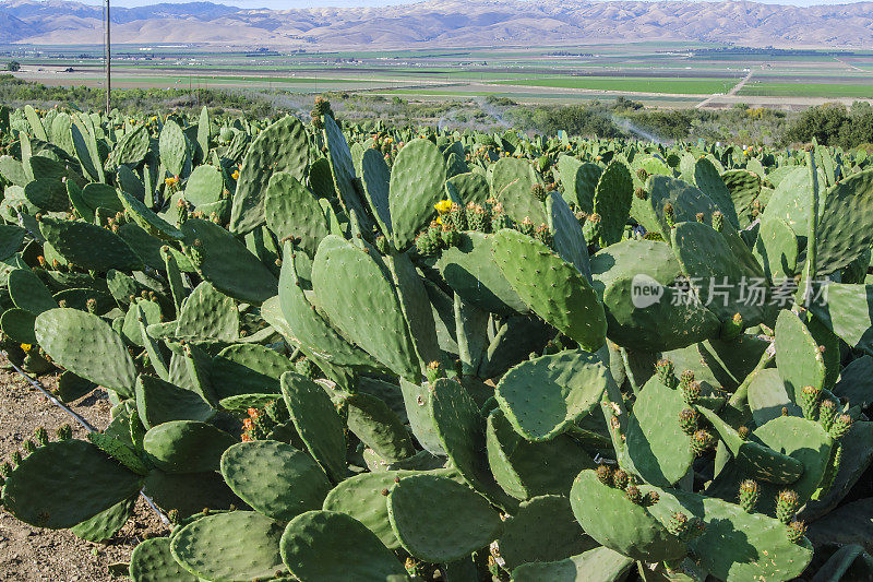 多刺梨仙人掌的特写与山的背景