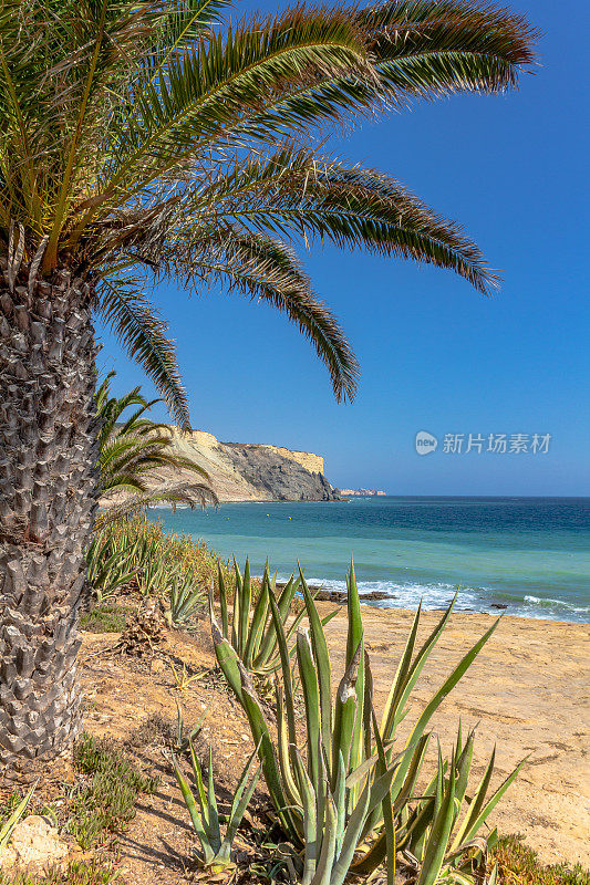 葡萄牙拉各斯卢茨镇海岸的仙人掌和棕榈树