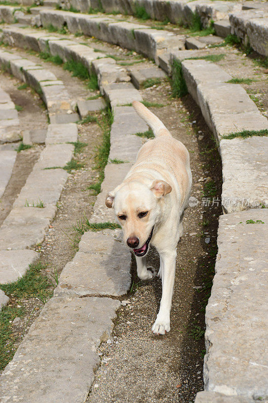 西西里的拉布拉多寻回犬