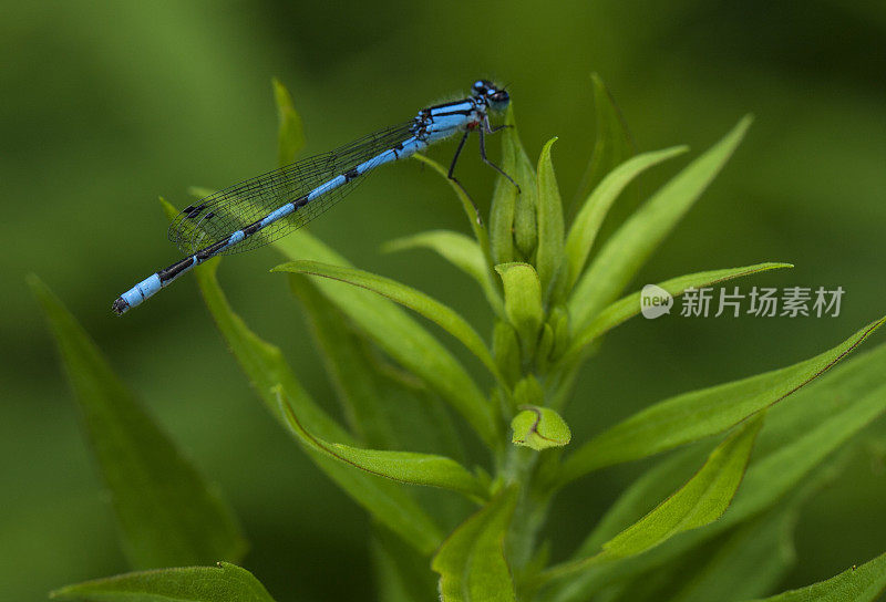 蓝色大坝本身（埃纳拉格马・赛亚蒂格鲁明）