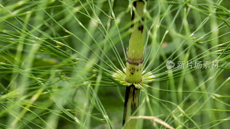 马尾植物(木犀科)特写