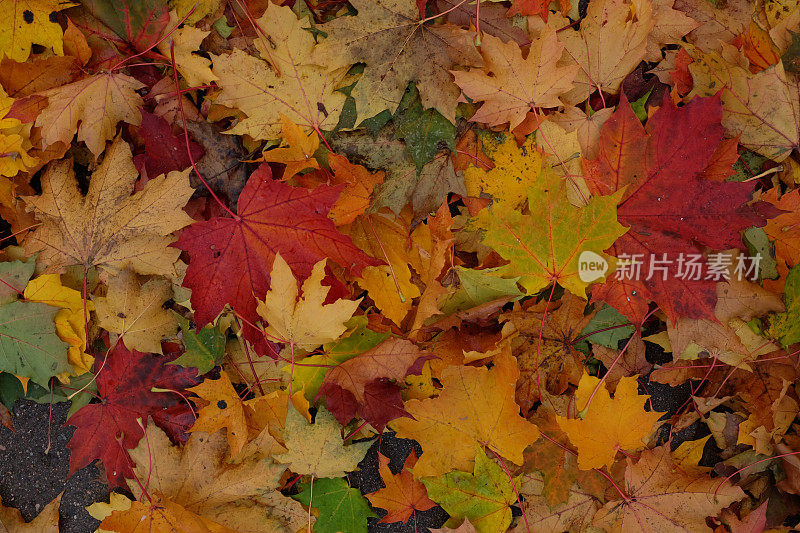 秋天的背景与五颜六色的树叶