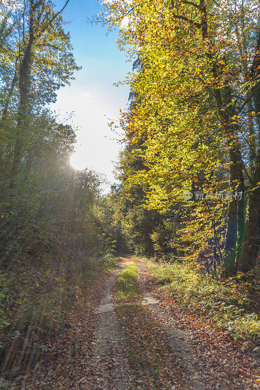 美丽的秋色森林路用镜头光晕