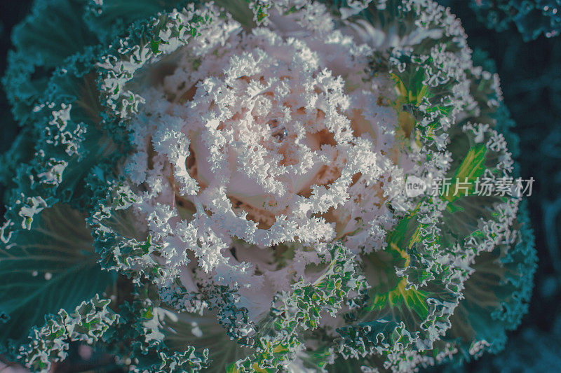 装饰白菜，装饰白菜，花椰菜，甘蓝