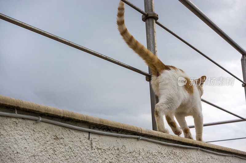 希腊流浪猫