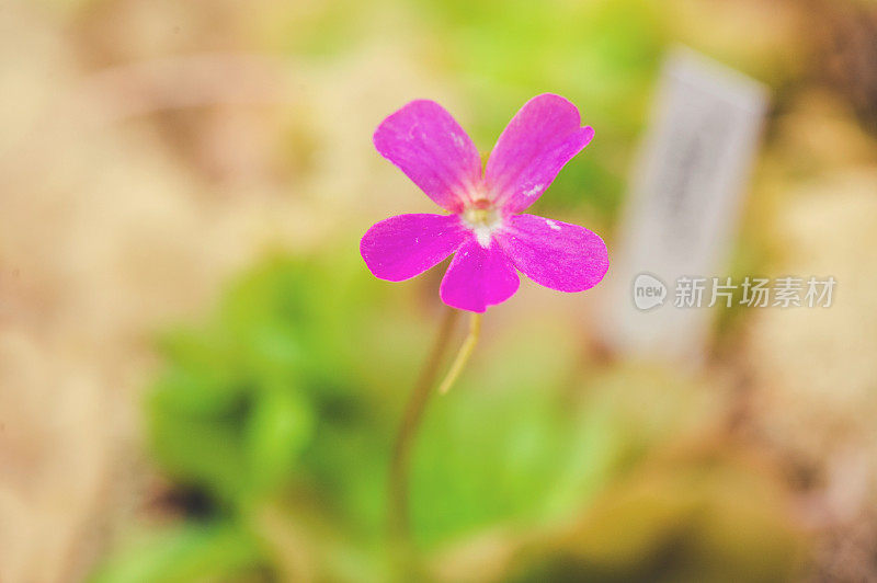 平古拉韦瑟兰花