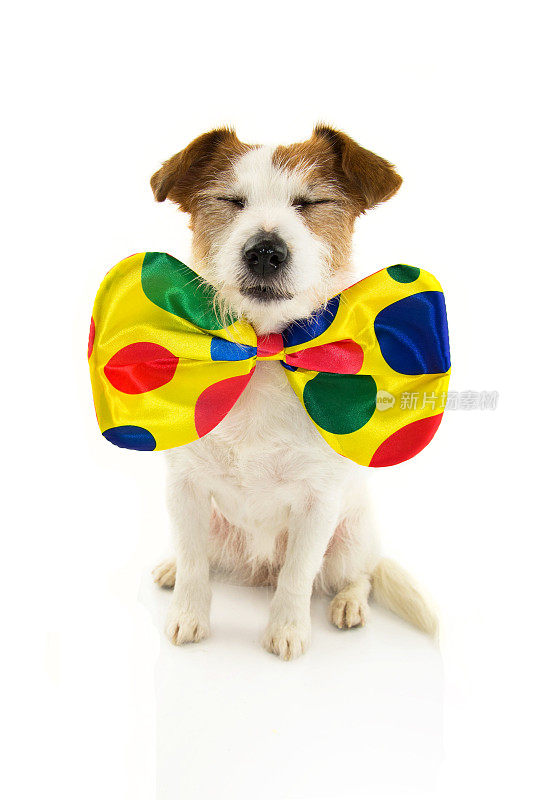 装扮成小丑的搞笑狗狗参加狂欢节或万圣节。白色背景上的孤立镜头。