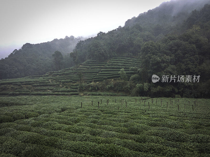 杭州附近的绿茶农场