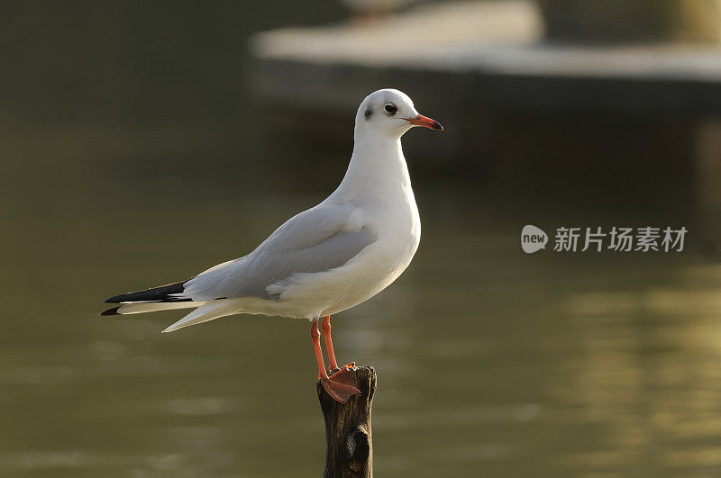 冬季黑头鸥