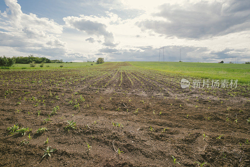 春季一场暴雨过后，玉米幼苗就会把农田弄得泥泞不堪。