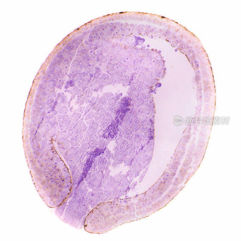 青蛙囊胚原肠期横断面的显微镜观察