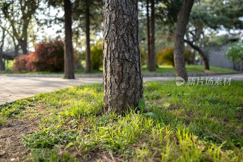 树林里蜿蜒的道路