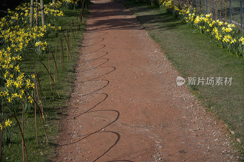 小路上的水仙花春日漫步健行