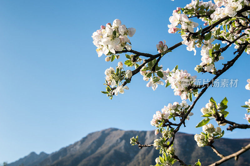 春山果园苹果树花枝