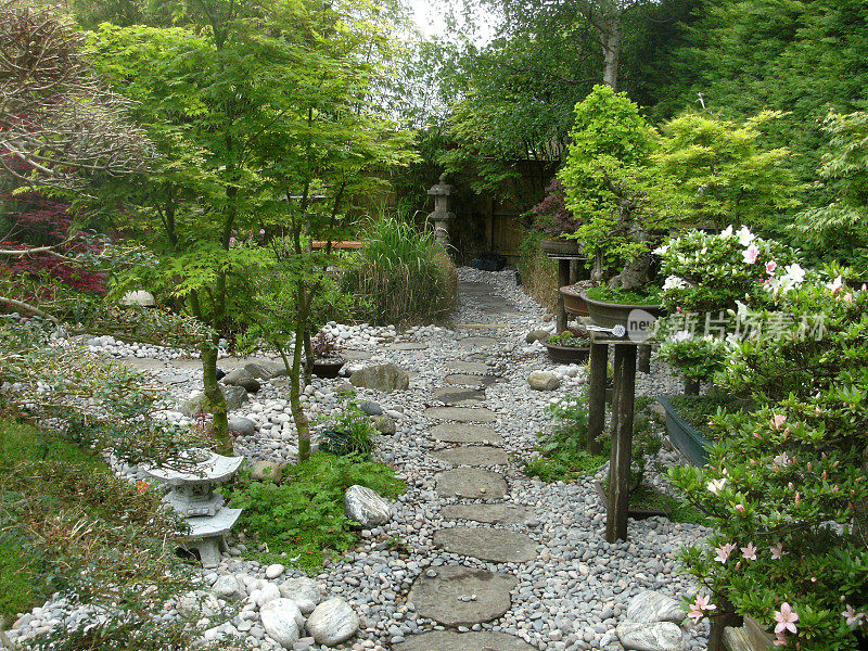 日本元素花园中的踏脚石路径图像，花岗岩灯笼，竹子，鹅卵石，盆景和日本枫树(槭树)