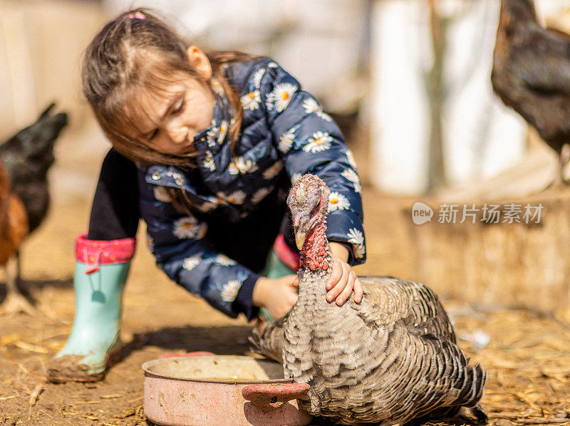 有机农场和放养鸡，爱孩子的鸡