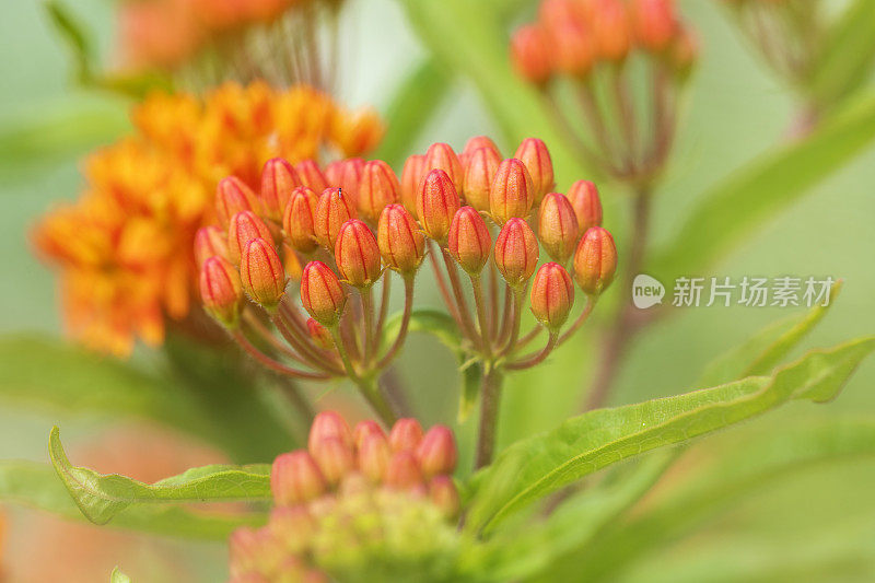 粉红色开花植物特写镜头