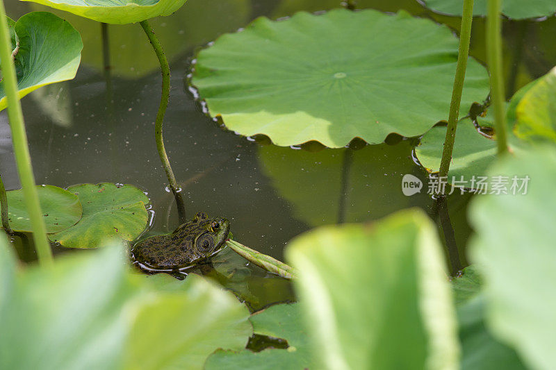 青蛙在池塘里