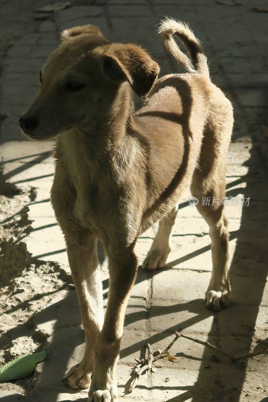 这是印度北方邦新德里公园里的野生流浪小狗和金色杂种小狗的照片