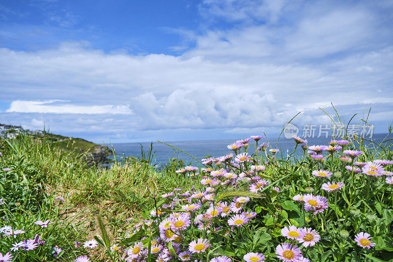 野粉花在Fistral海滩，纽基，康沃尔在一个阳光明媚的6月的一天。