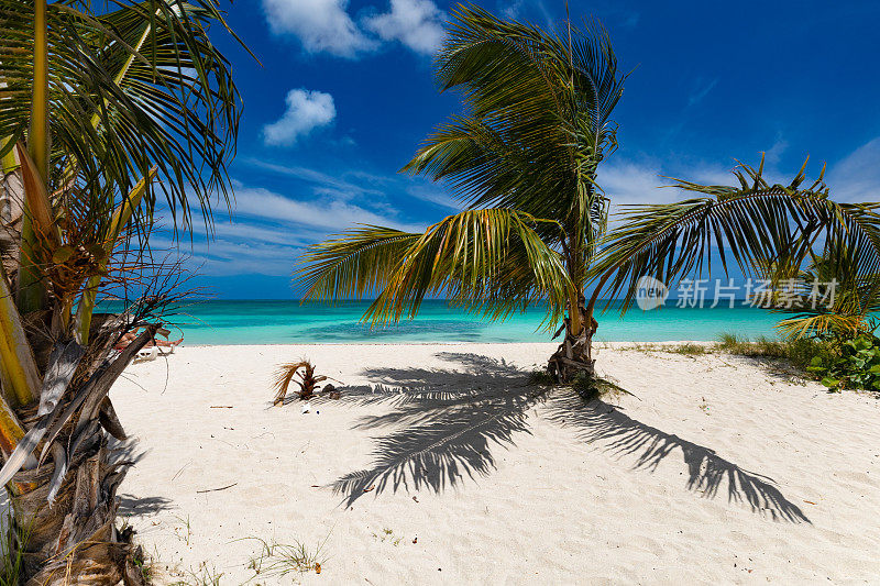 安提瓜岛迪肯森湾热带海滩上的棕榈树