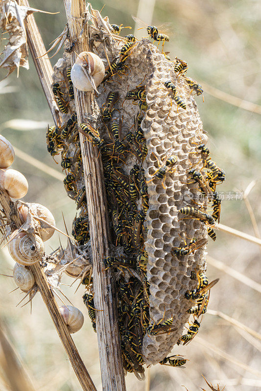 蜂巢在一个干燥的蓟后面，许多黄蜂保护免受阳光