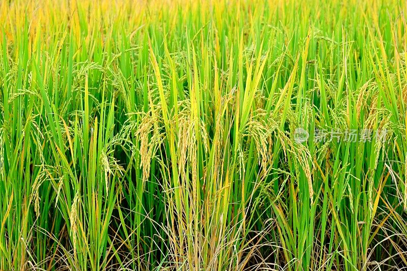 稻田里的水稻