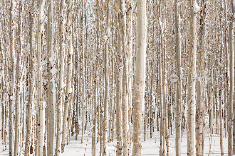 全帧照片的杨树在雪