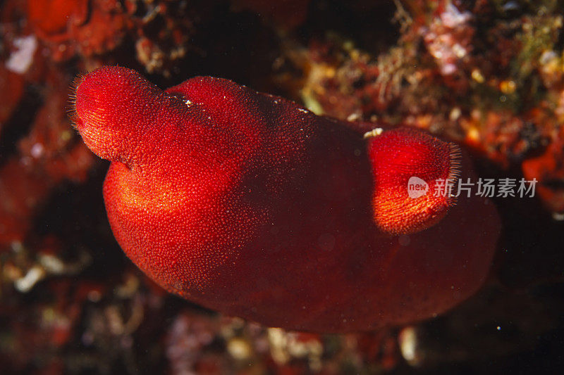 海洋生物海鞘(海鞘科-被囊类)水下美