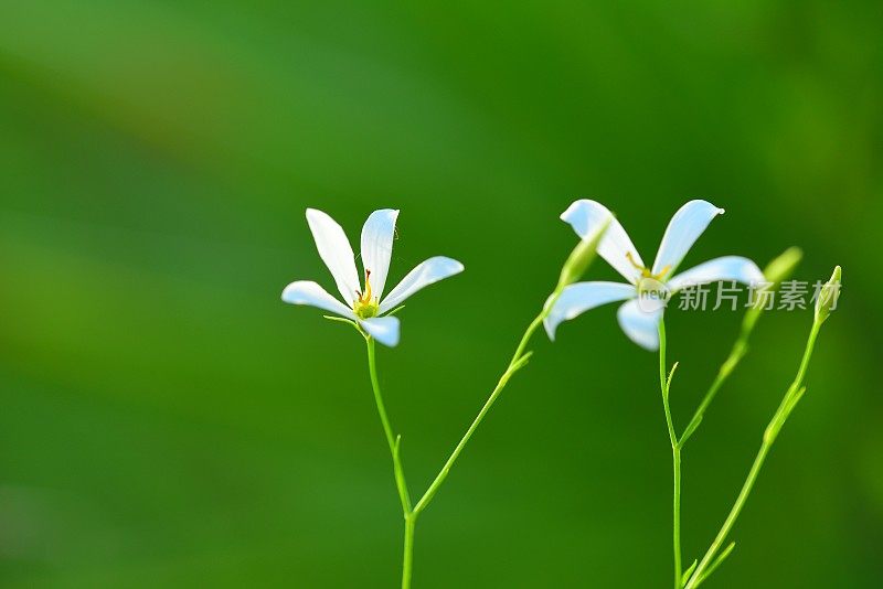 长柄玫瑰龙胆在晨光下开花，背景是散焦的绿色植物