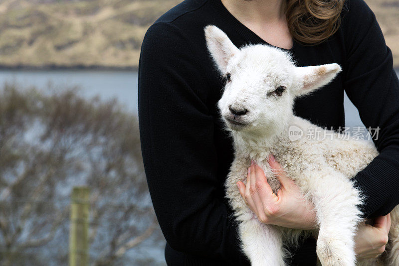 一个年轻的女农夫在一个牧羊场抱着一只小羊羔