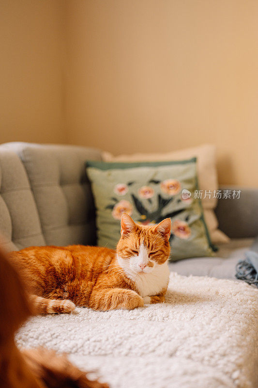 姜猫在家里的沙发上睡觉