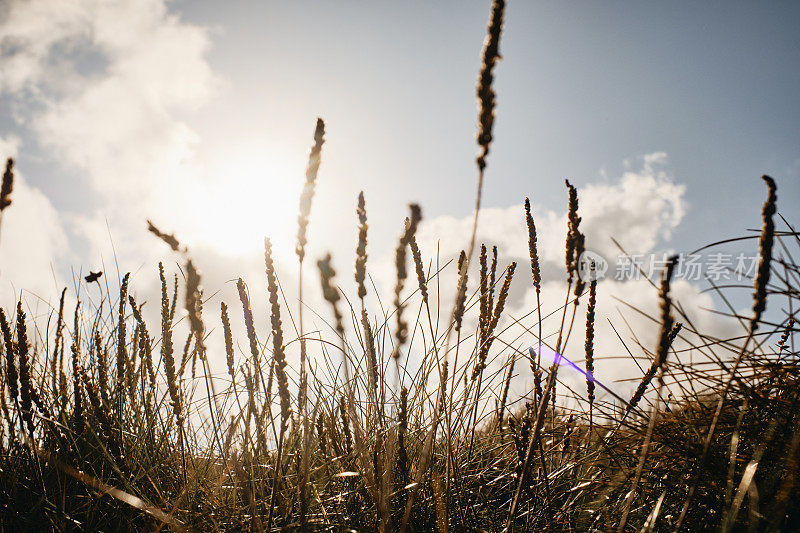 秋天的阳光通过野生海岸草，庞泰尔，纽基，康沃尔。