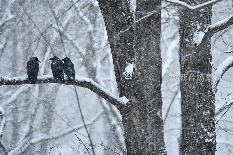 乌鸦在暴风雪