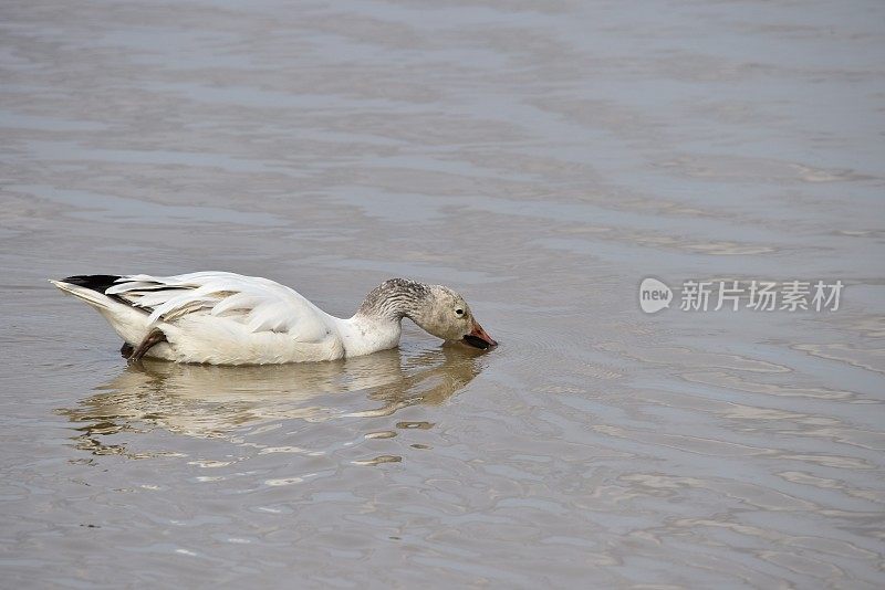 雪雁游泳