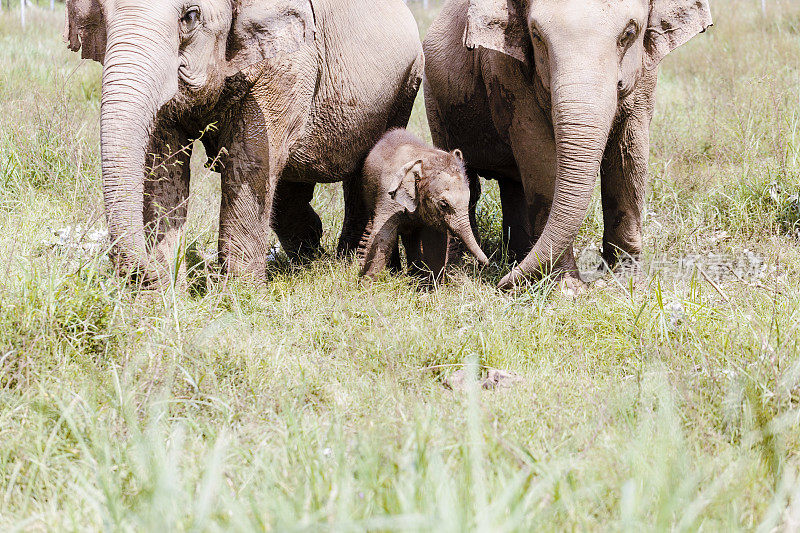 泰国清迈大象救援公园